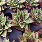 Gasteria ‘D Tiga’ - suculenta compacta cu rozeta perfecta