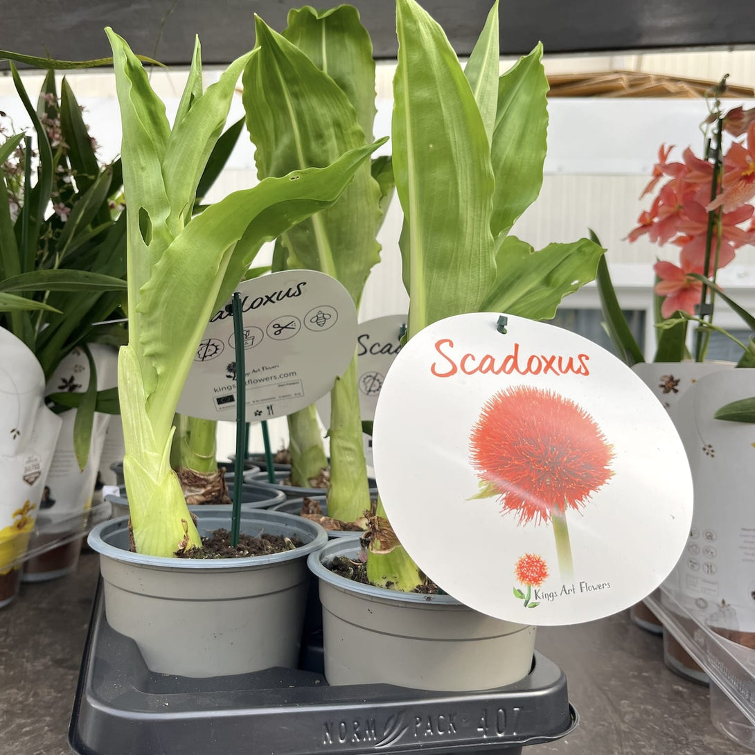 Scadoxus multiflorus (Crinul de foc, Blood Lily)