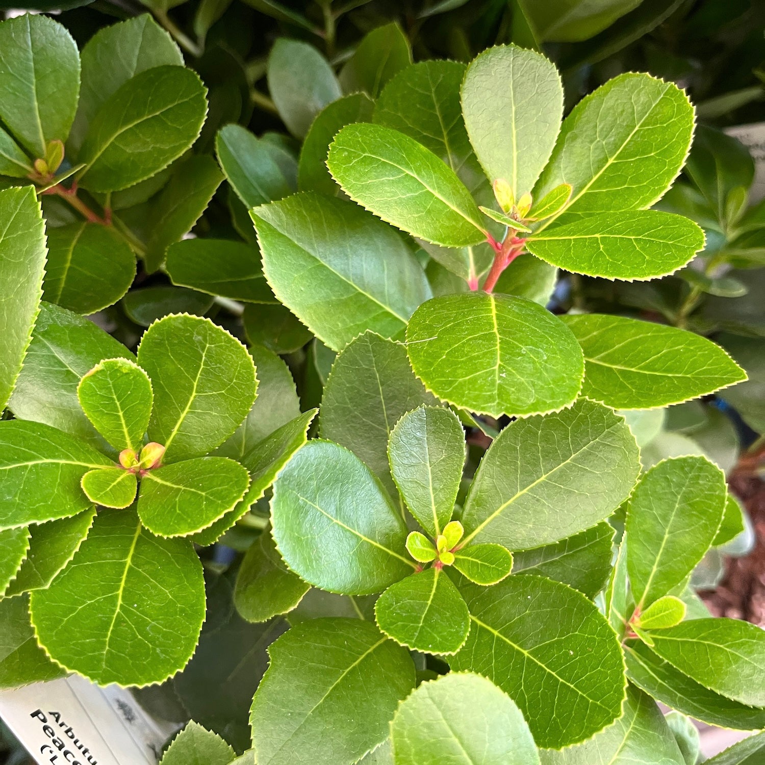 Arborele de capsuni - Arbutus unedo 'Peace & Love'