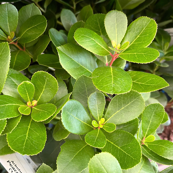 Arborele de capsuni - Arbutus unedo 'Peace & Love'