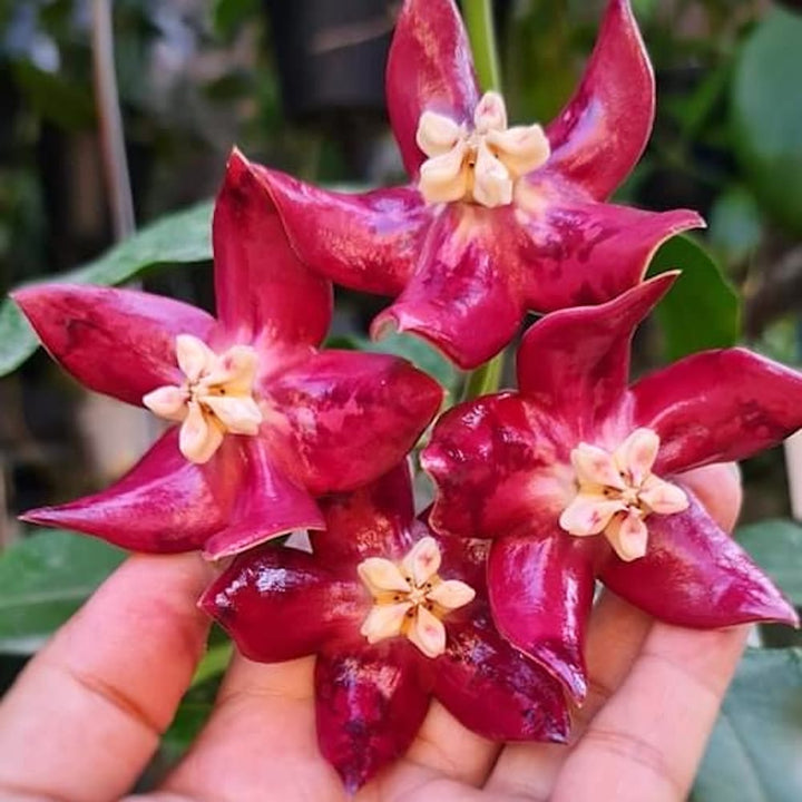 Hoya imperialis 'Red'