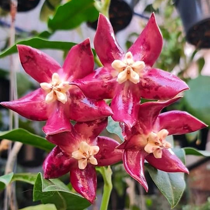 Hoya imperialis 'Red'