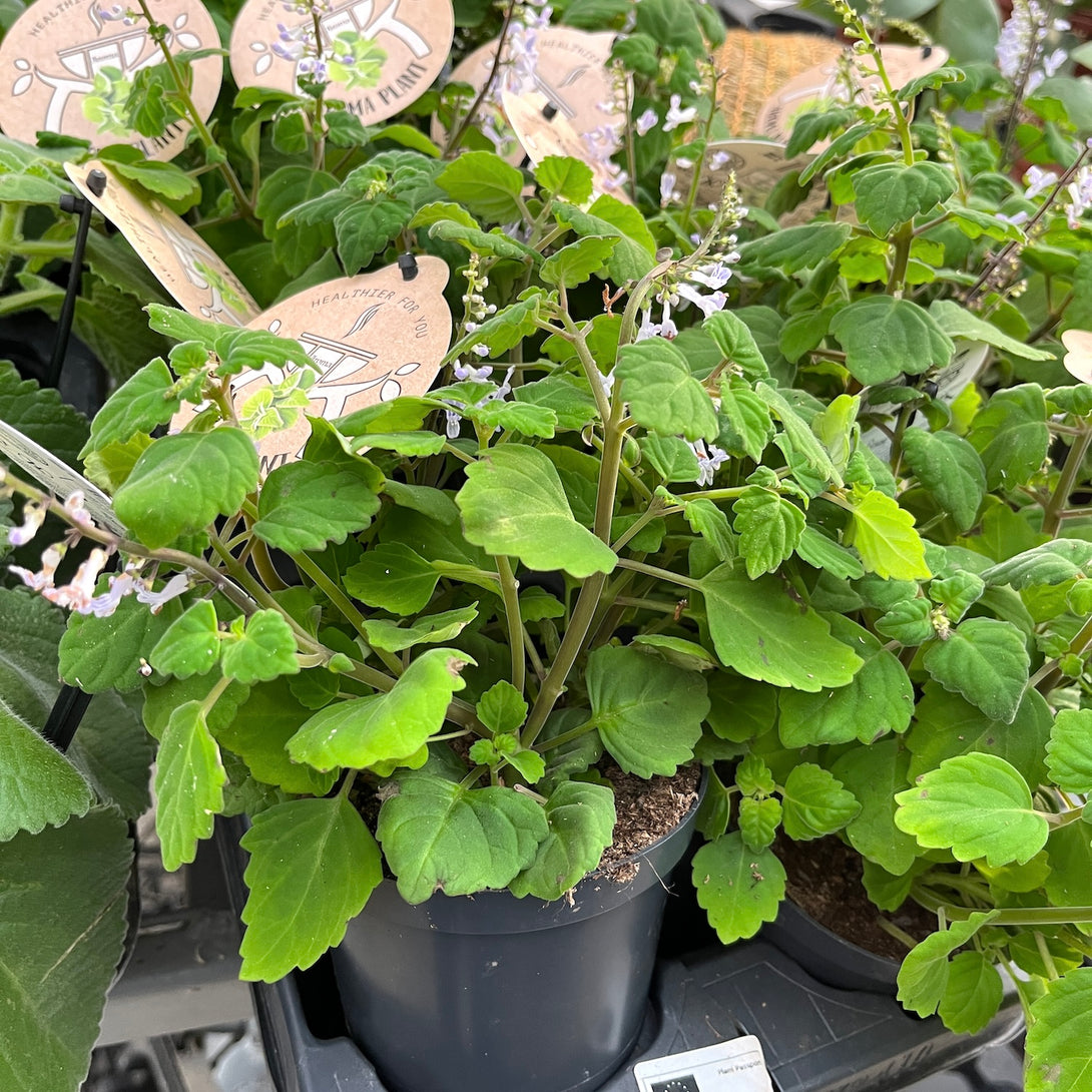 Plectranthus ernstii (Mint Plant)