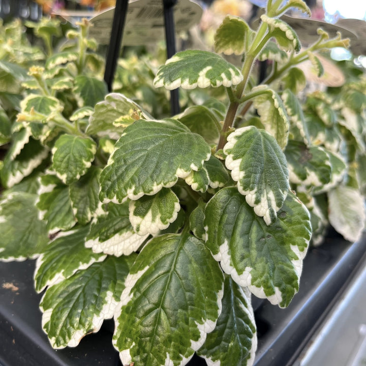 Plectranthus coleoides