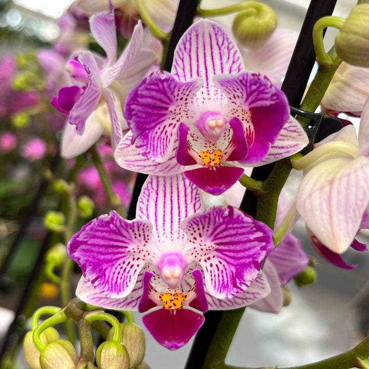 Phalaenopsis Younghome Lucky Star (0018 - peloric)