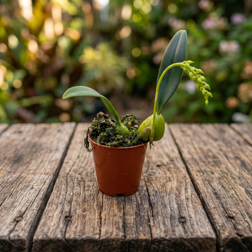 Bulbophyllum crassipes 'Sárga'