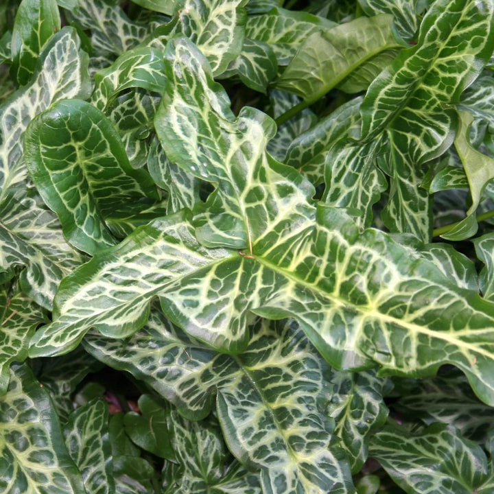 Arum italicum subsp. italicum 'Marmoratum'