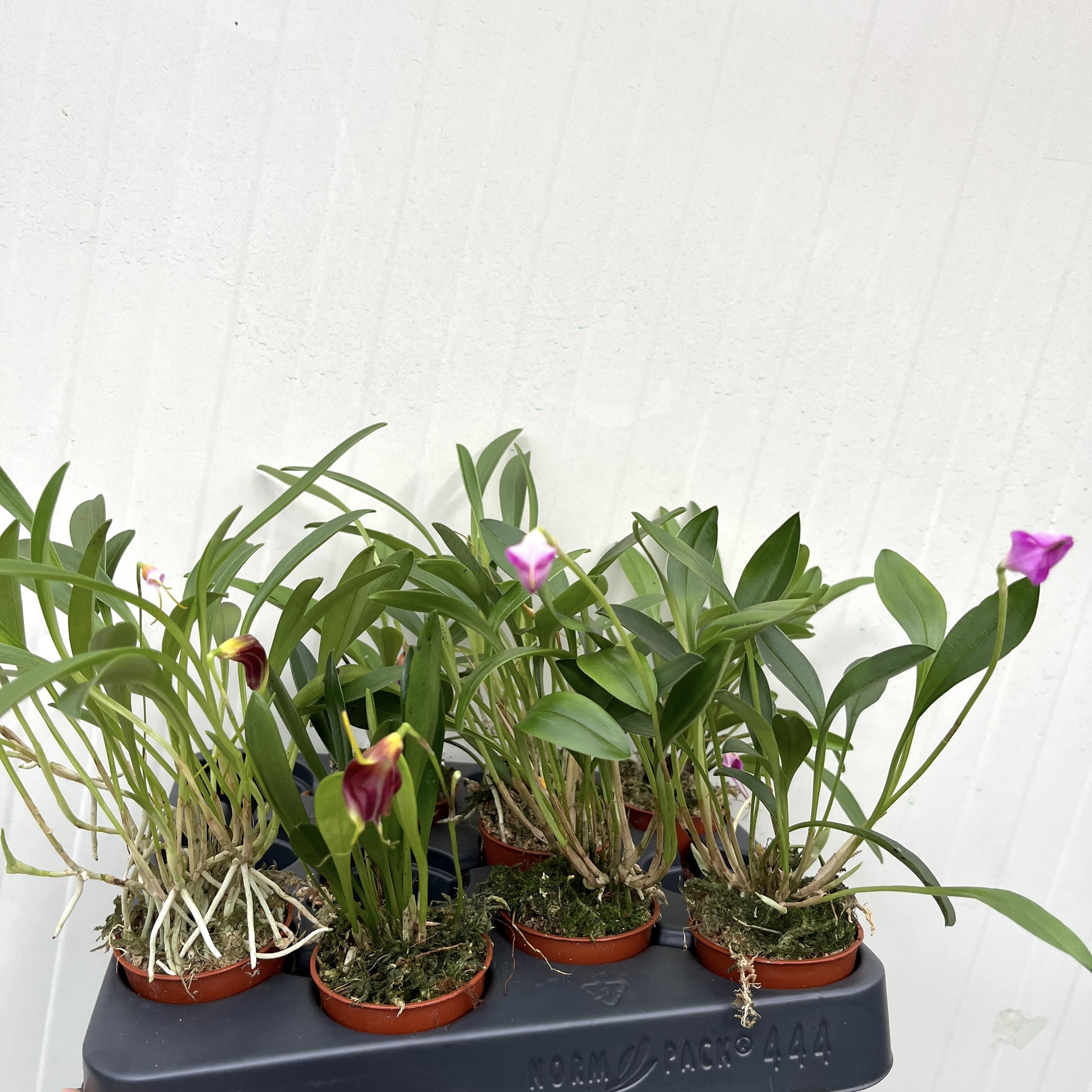 Masdevallia mix (pot 6cm)