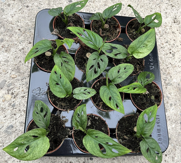 Monstera adansonii 'Mint' (Mottled variegation)