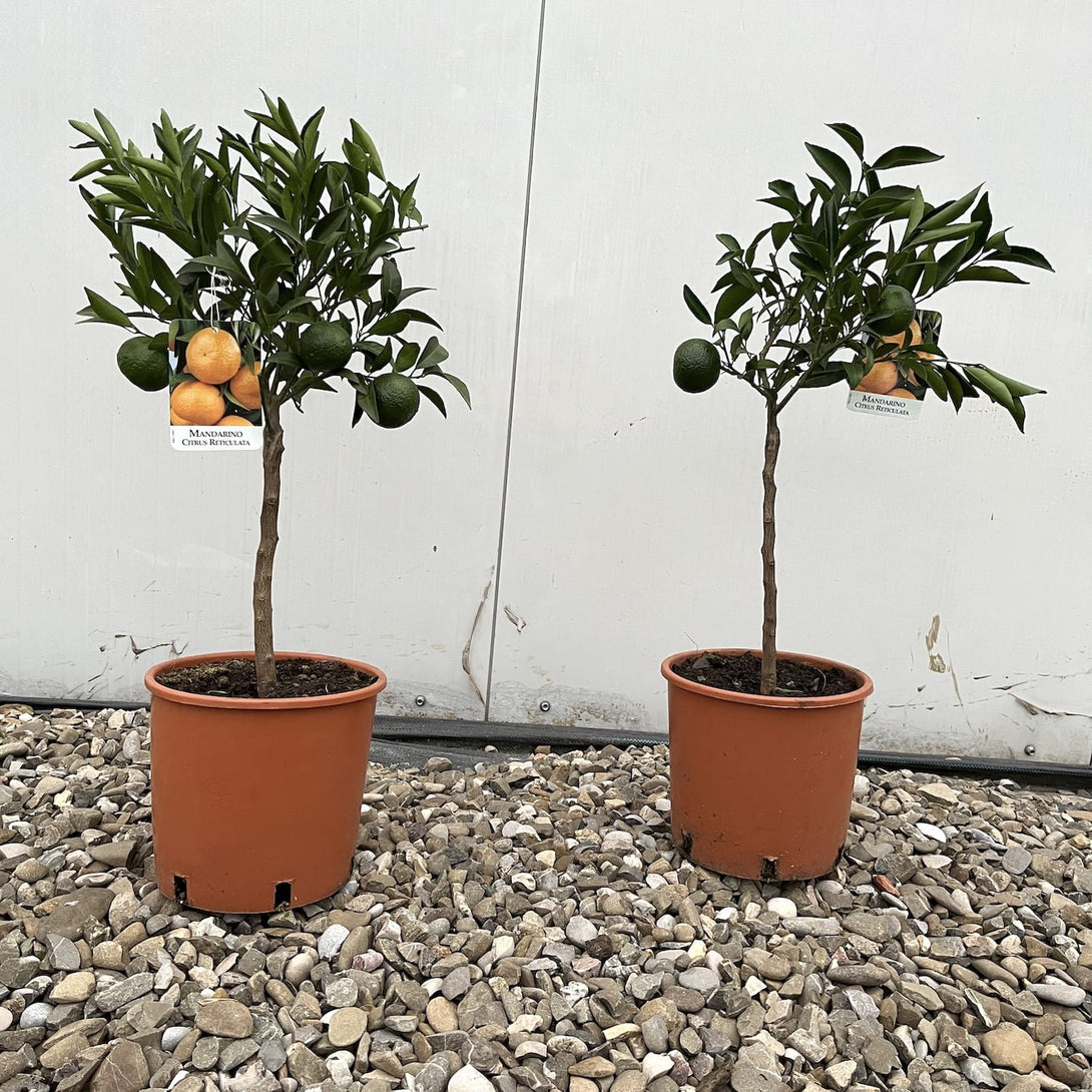 Citrus reticulata - Mandarin in ghiveci