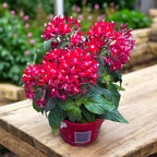 Pentas lanceolata ‘Graffiti Lipstick’ - Steaua Egiptului, inflorire continua