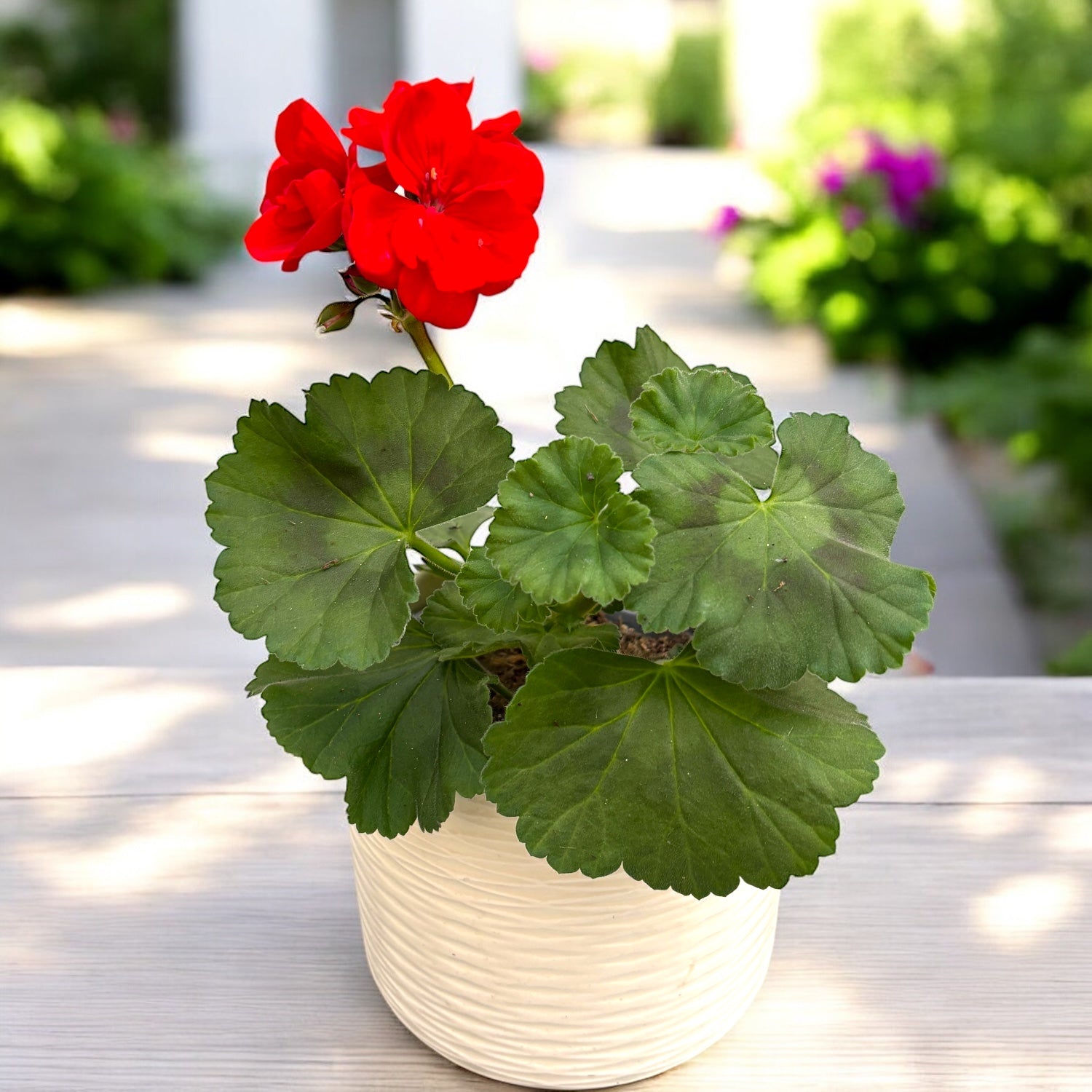 Pelargonium zonale ‘Tango Dark Red’ - muscata compacta cu flori rosu-inchis