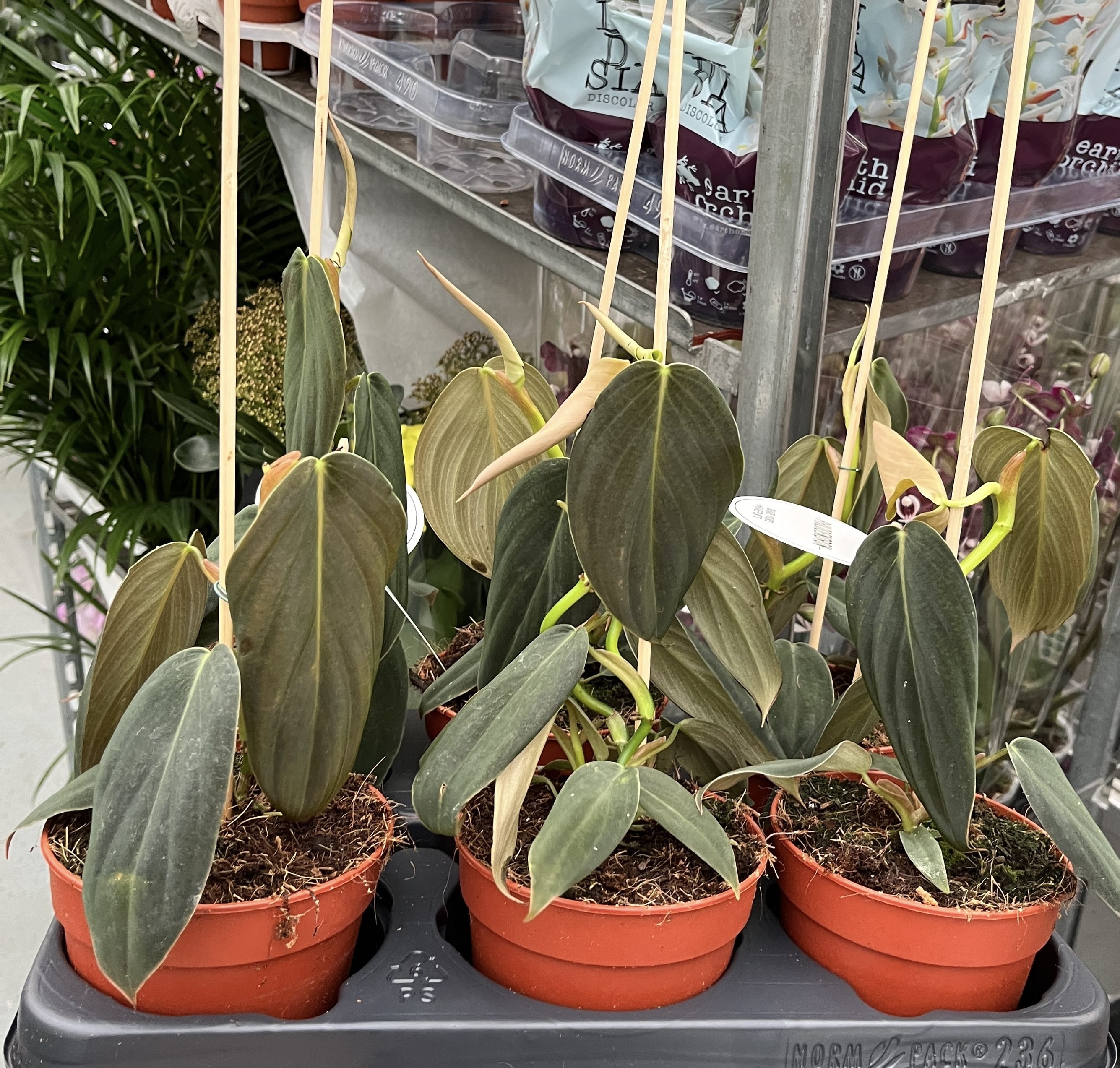 philodendron gigas europe Philodendron gigas – Secret Garden Plant Shop