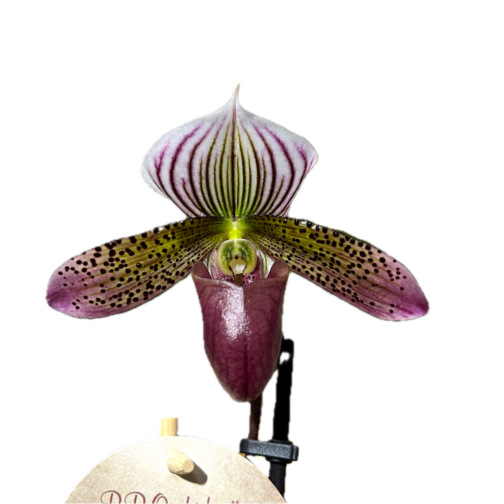 Paphiopedilum Maudiae 'Red'