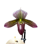 Paphiopedilum Maudiae 'Red'