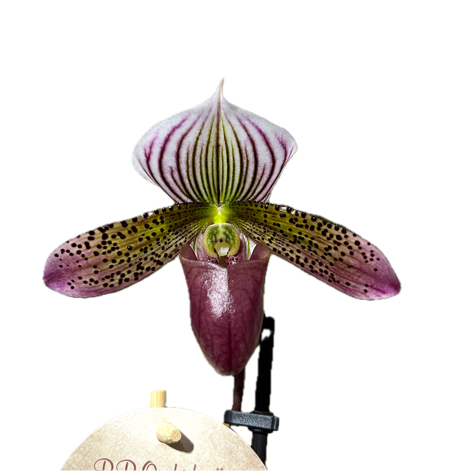 Paphiopedilum Maudiae 'Red'