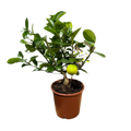 Limequat Lara (lime x kumquat)