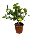 Limequat Lara (lime x kumquat)