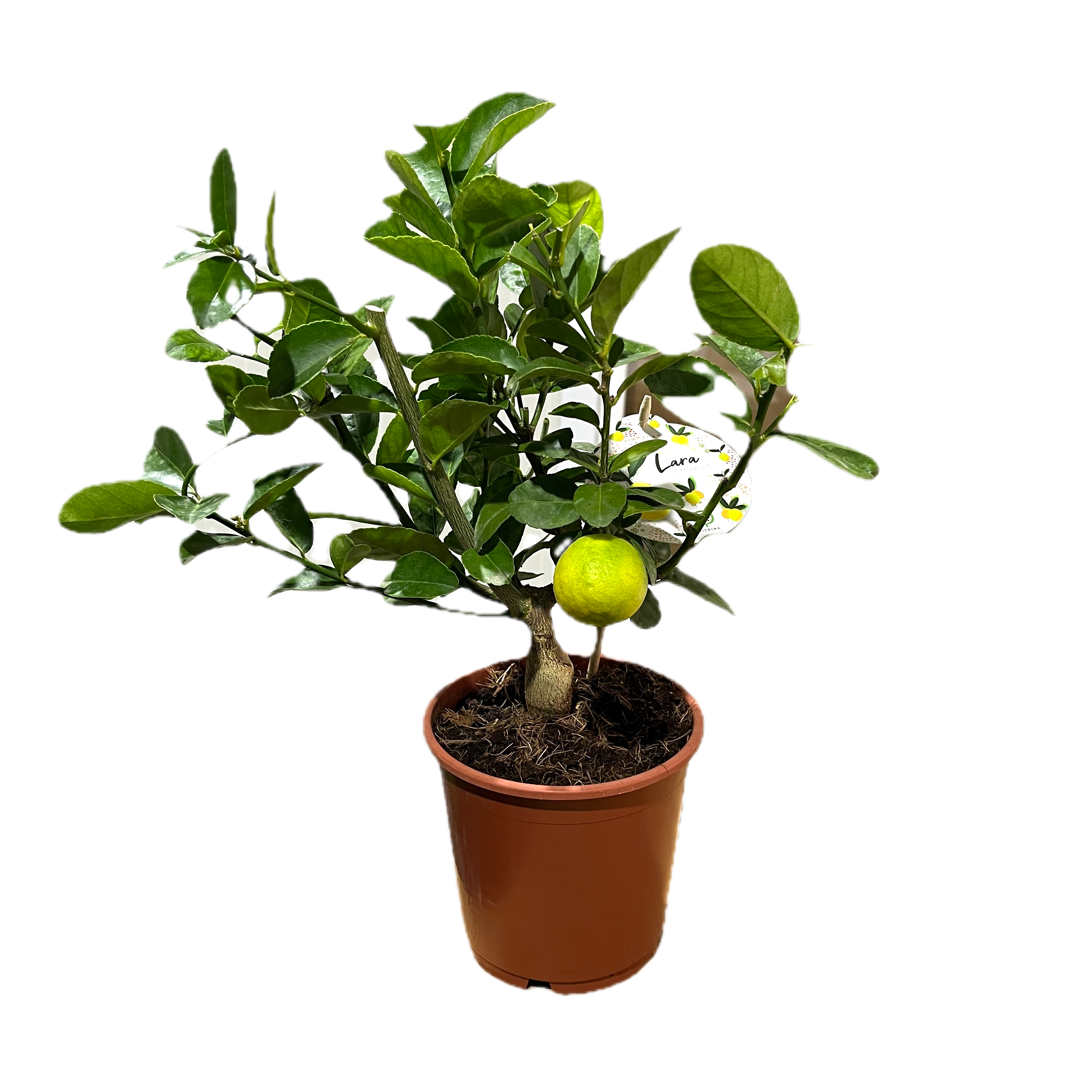 Limequat Lara (lime x kumquat)
