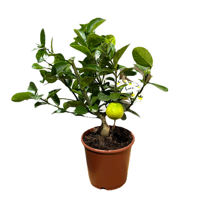 Limequat Lara (lime x kumquat)