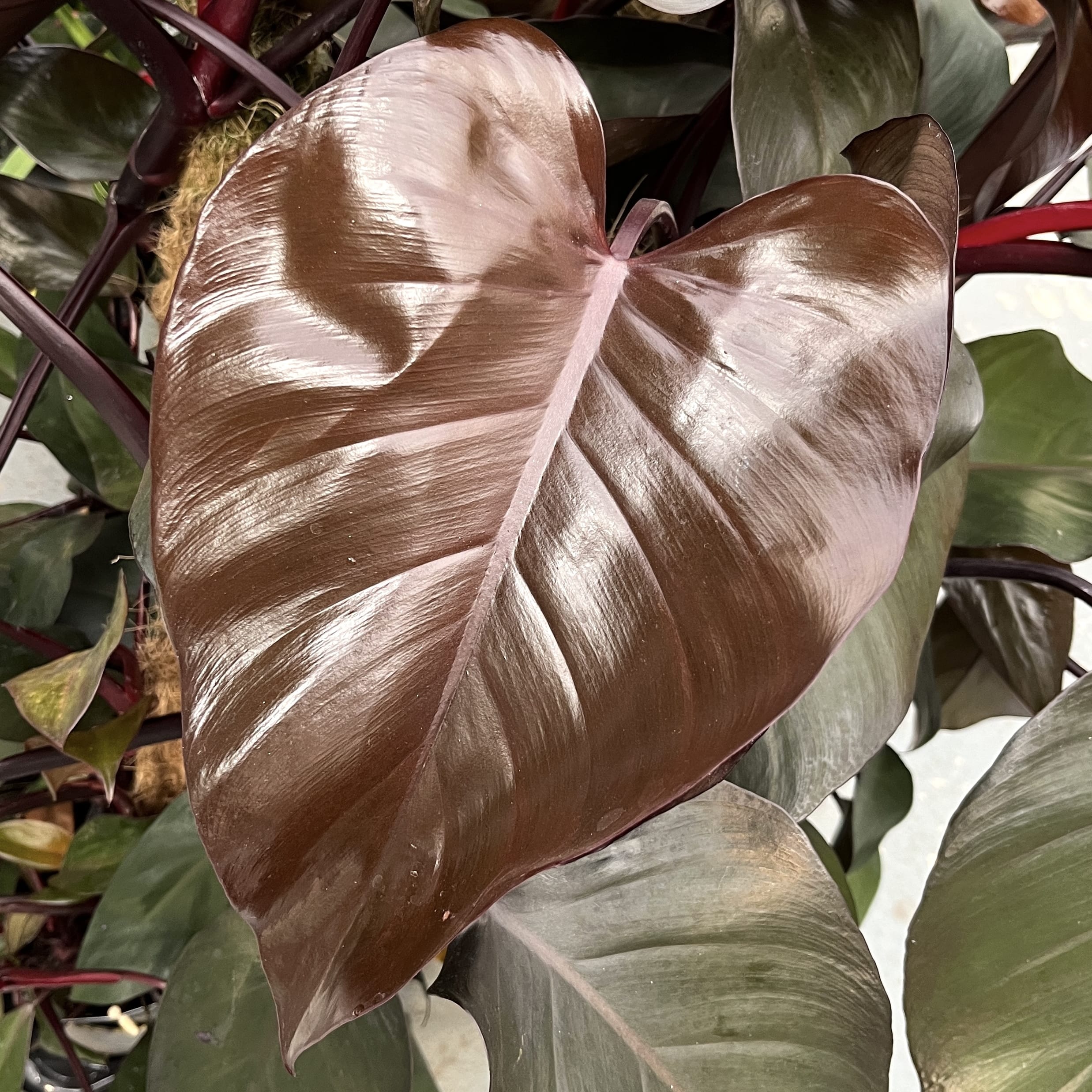 philodendron erubescens royal queen Philodendron erubescens 'Royal Queen' (New Red)