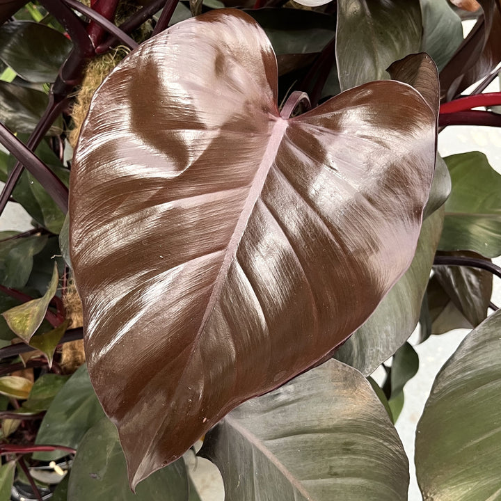 Philodendron erubescens 'Royal Queen' (New Red)