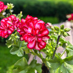 Pelargónia (Peltatum Grp) Medio Lollipop Mariska - previsnutá muškát s dvojfarebnými dvojitými kvetmi