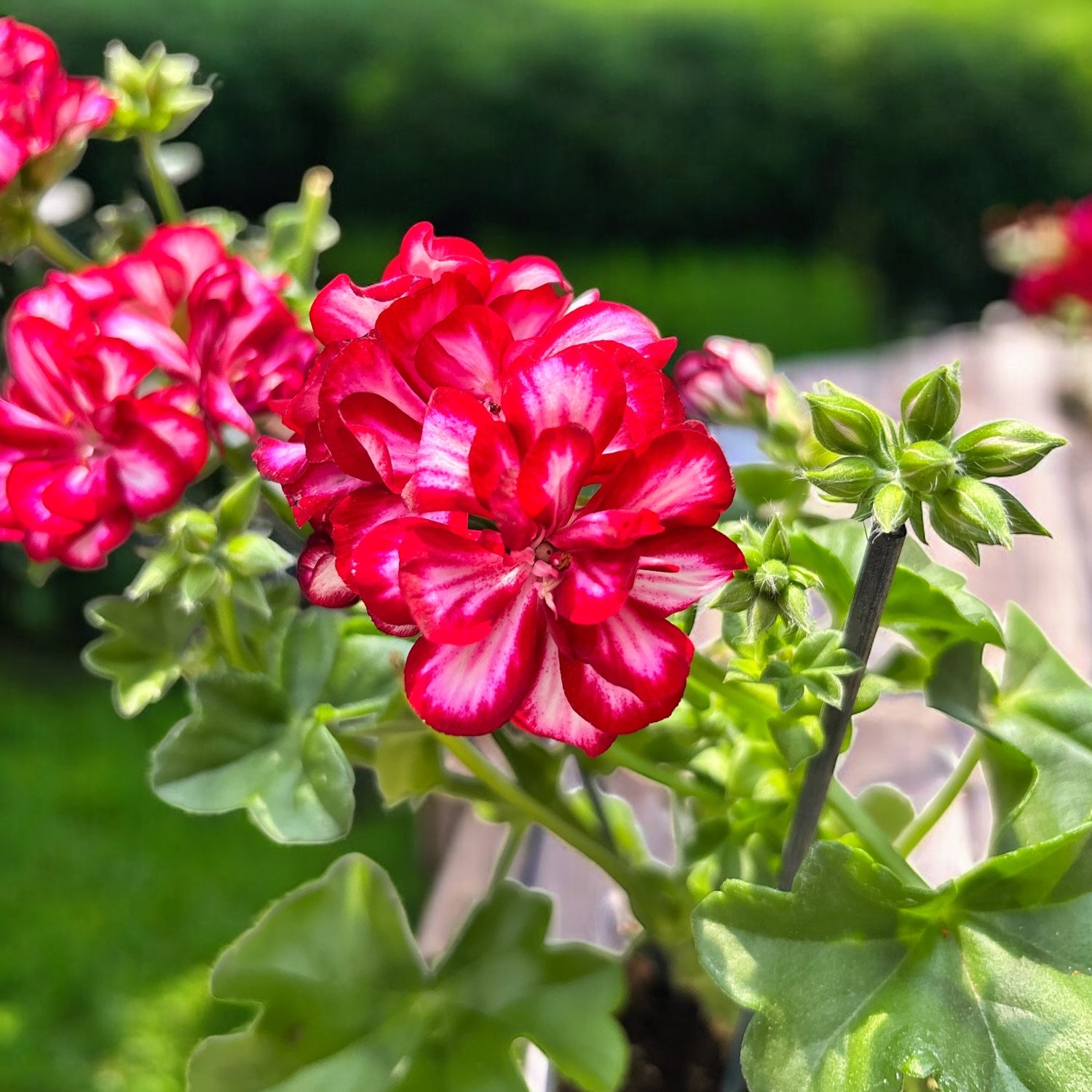 Pelargonium (Peltatum Grp) Medio Lollipop Mariska - muscata curgatoare cu flori duble bicolore