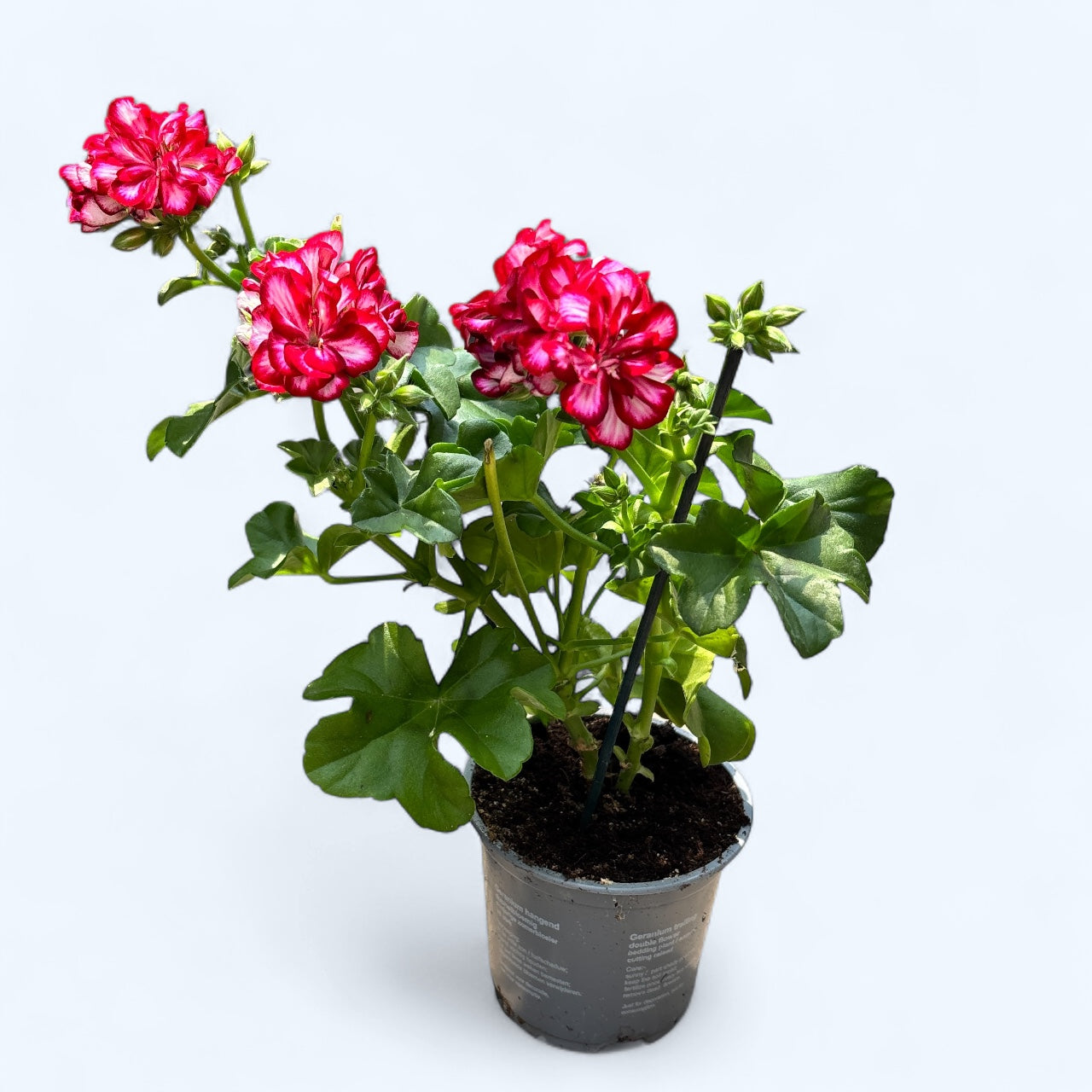Pelargonium (Peltatum Grp) Medio Lollipop Mariska - muscata curgatoare cu flori duble bicolore