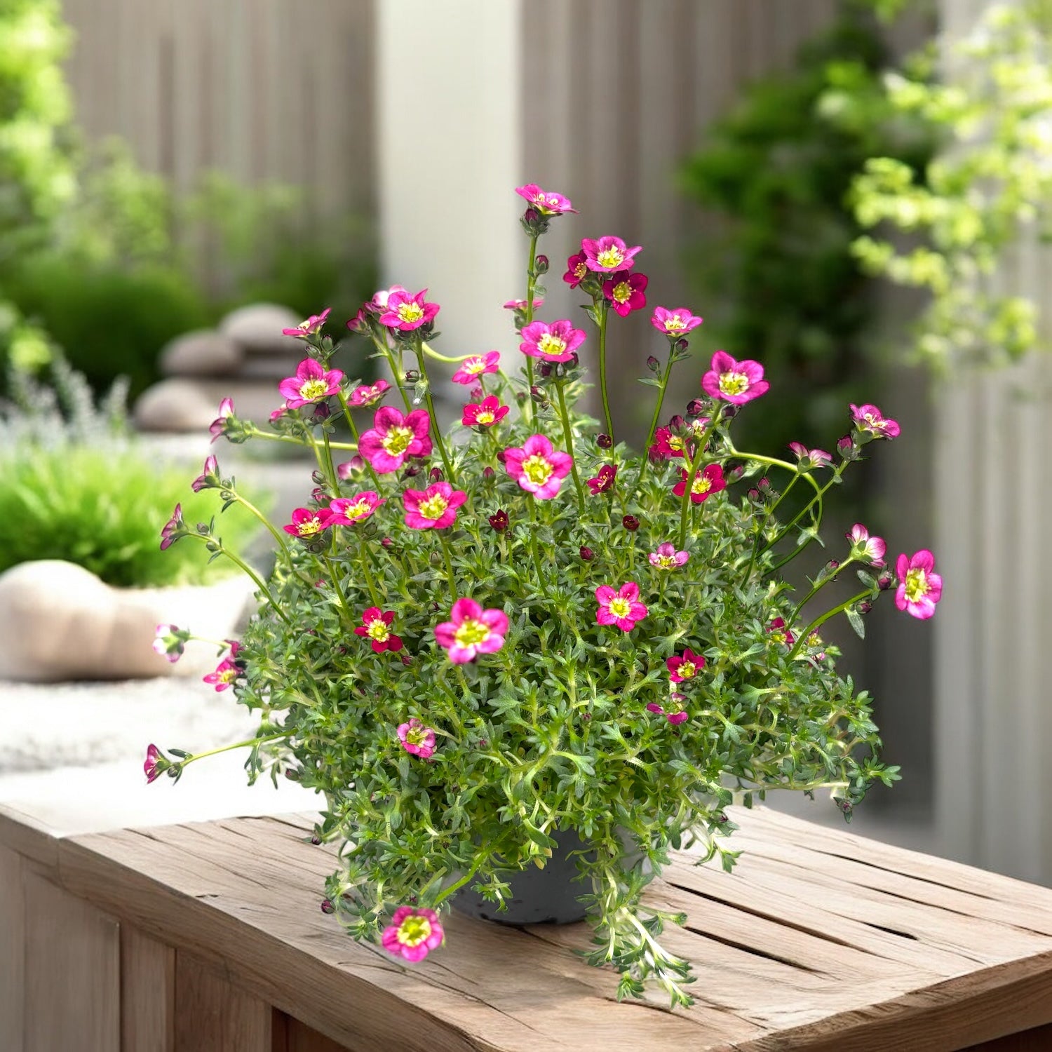 Saxifraga Saxony Red -  perna compacta pentru stancarii, borduri si ghivece