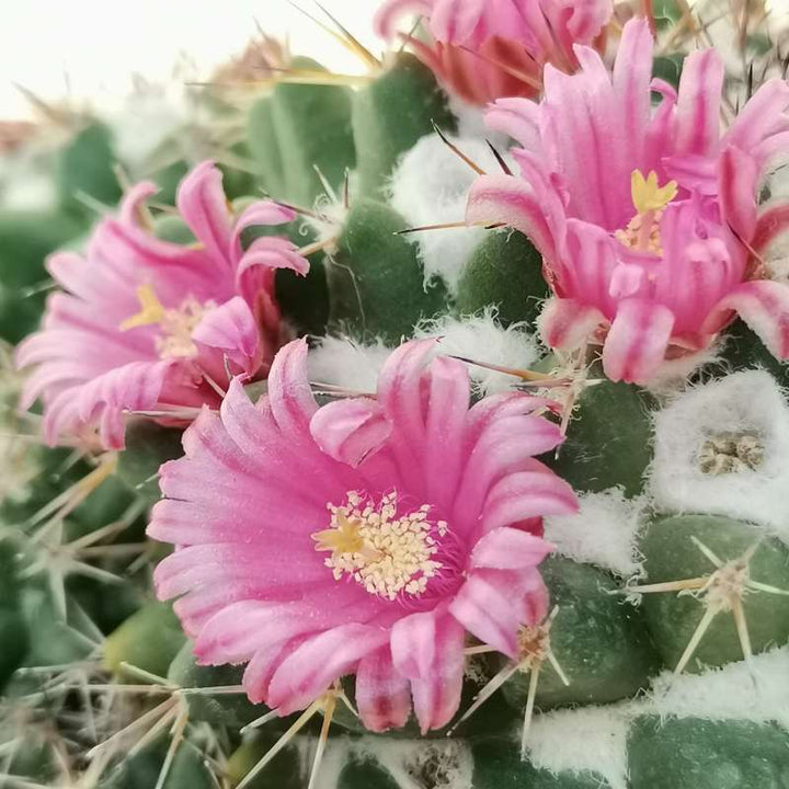 Mammillaria Compressa