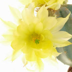 Echinocereus subinermis
