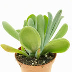 Kalanchoe luciae 'Oricula'