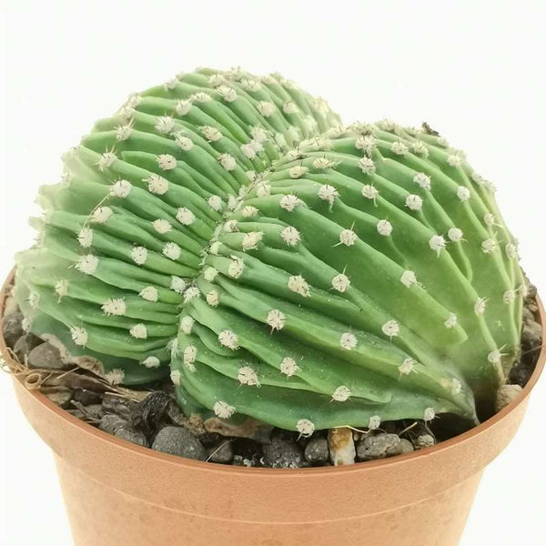 Echinopsis eyriesii f