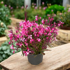 Gaura lindheimeri ‘Gaudi Light Pink’ - floarea fluture cu inflorire abundenta roz-pal