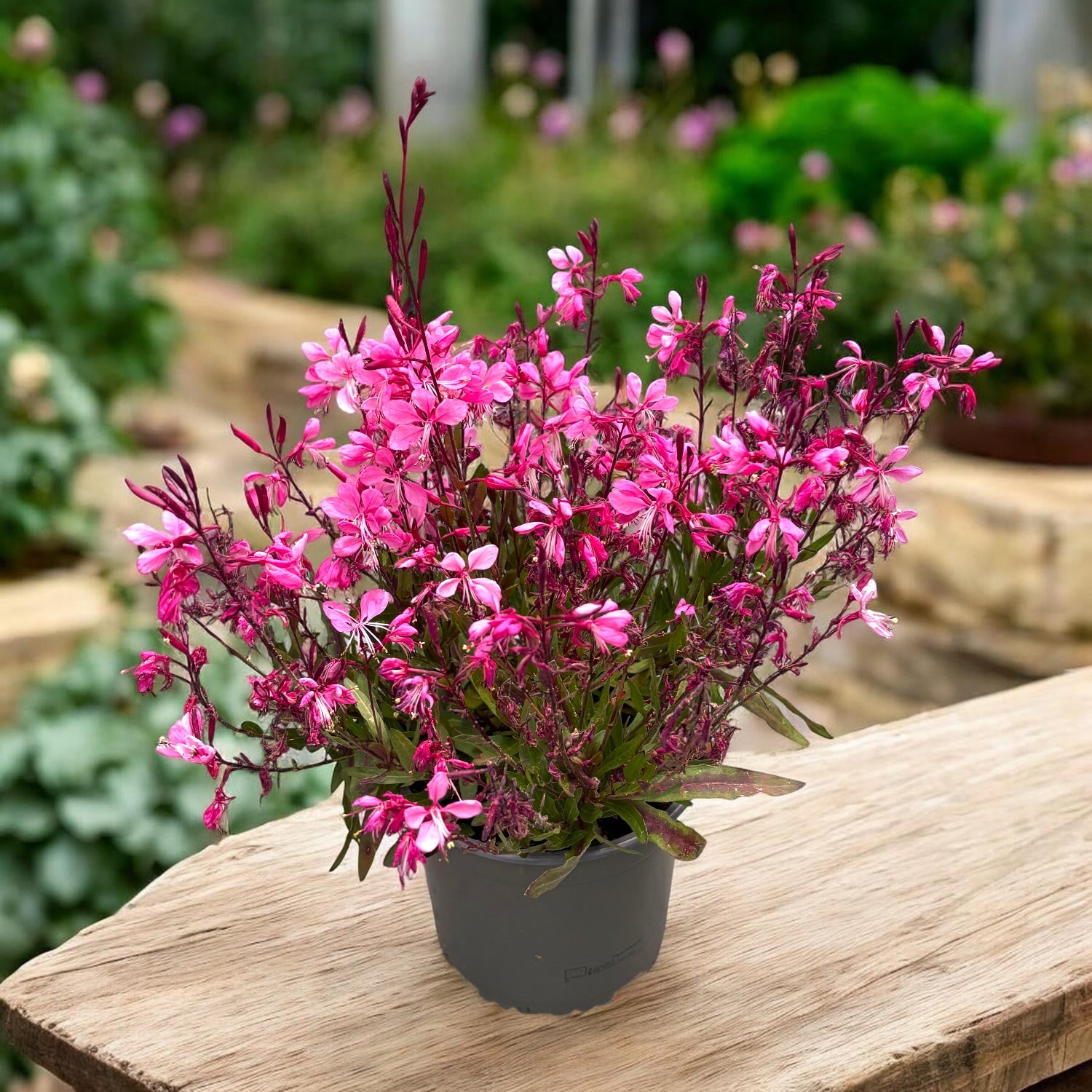 Gaura lindheimeri ‘Gaudi Light Pink’ - floarea fluture cu inflorire abundenta roz-pal
