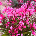 Gaura lindheimeri ‘Gaudi Light Pink’ - floarea fluture cu inflorire abundenta roz-pal