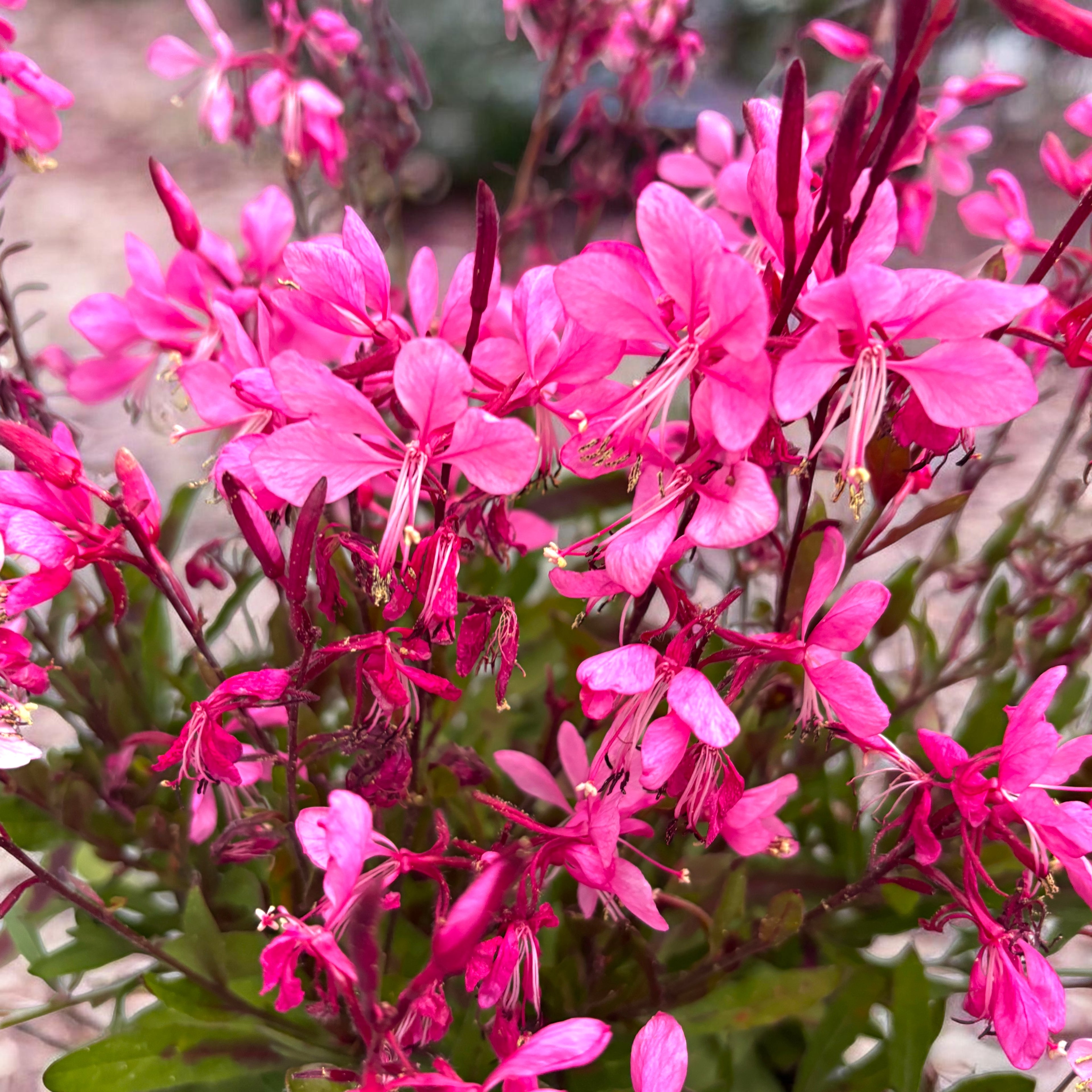 Gaura lindheimeri ‘Gaudi Light Pink’ - floarea fluture cu inflorire abundenta roz-pal