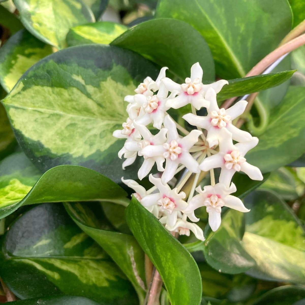 Hoya Australis Lisa D12 Floraria Secret Garden SG Hoya Australis Lisa D12 Floraria Secret Garden SG