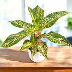 Aglaonema ‘Sparkling Sarah’ - planta tropicala luminoasa