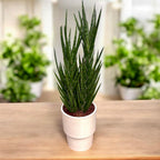 Sansevieria francisii (Limba Soacrei) - planta suculenta rara cu crestere spiralata