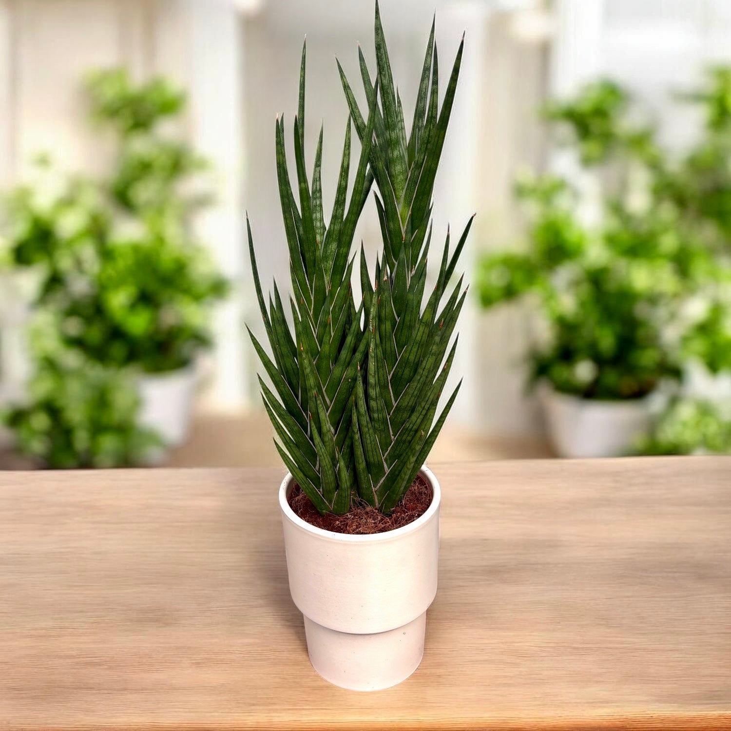 Sansevieria francisii (Limba Soacrei) - planta suculenta rara cu crestere spiralata