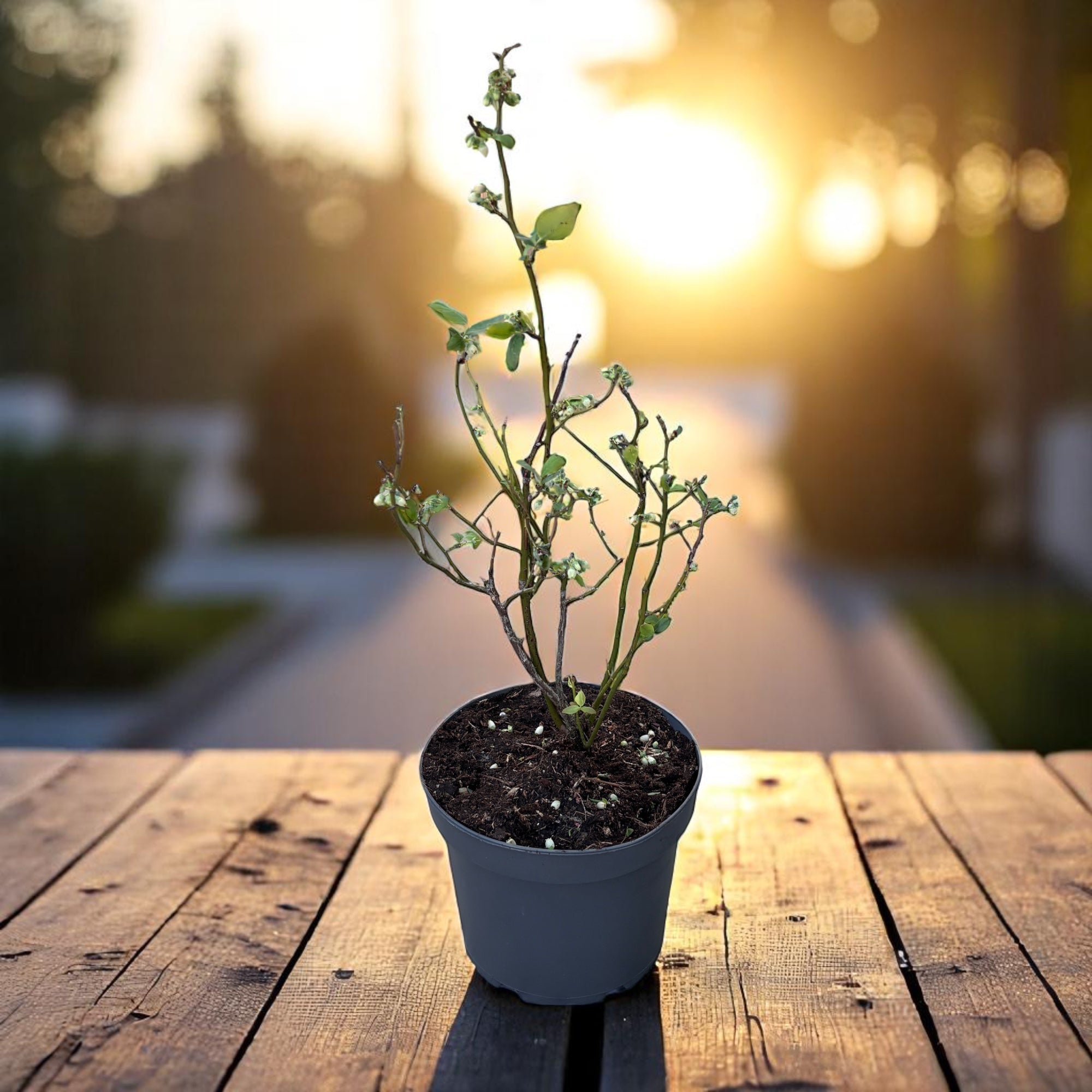 Afin productiv in ghiveci - Vaccinium corymbosum 'Bluecrop' D19