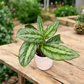 Calathea (Goeppertia Undulata x Fucata) - babyplant