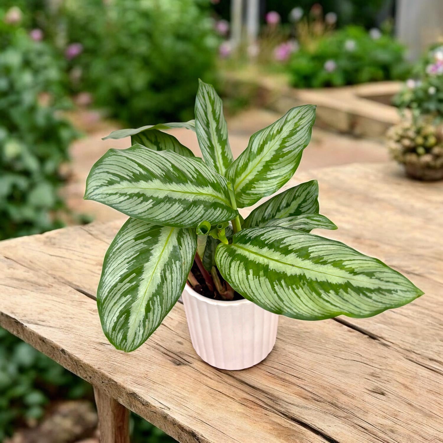 Calathea (Goeppertia Undulata x Fucata) - babyplant