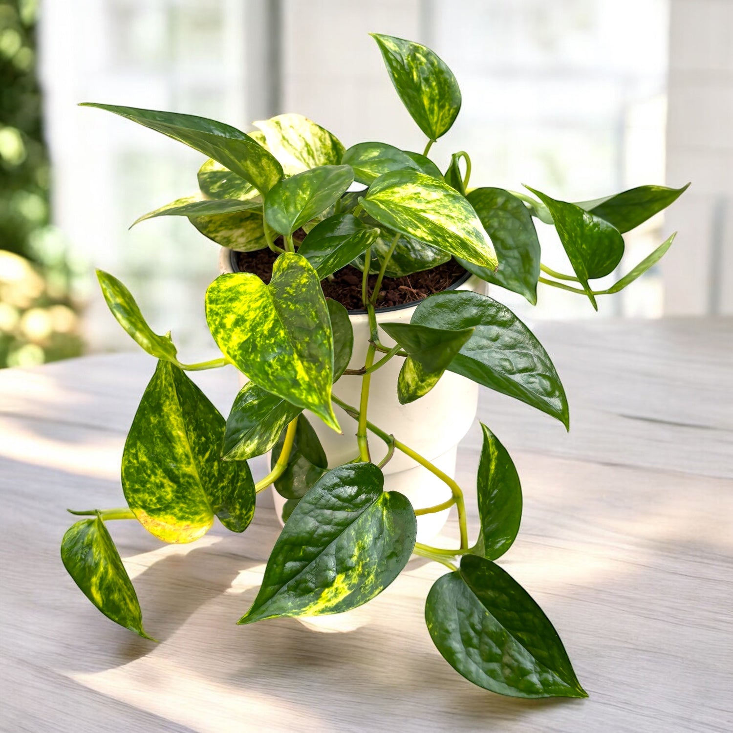 Epipremnum Churchill Gold