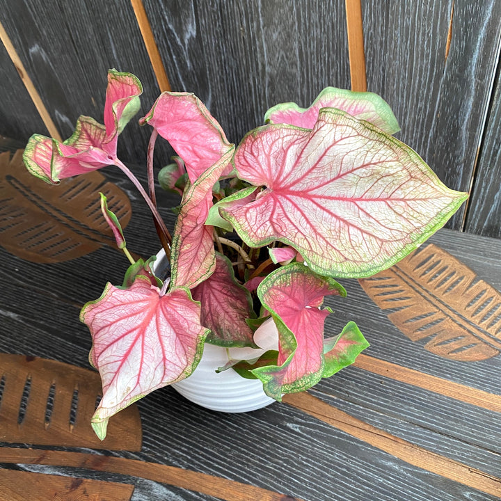 Caladium 'Florida Sweetheart'