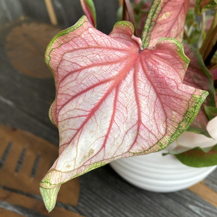 Caladium 'Florida Sweetheart'