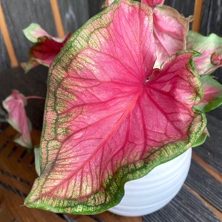 Caladium 'Florida Sweetheart'