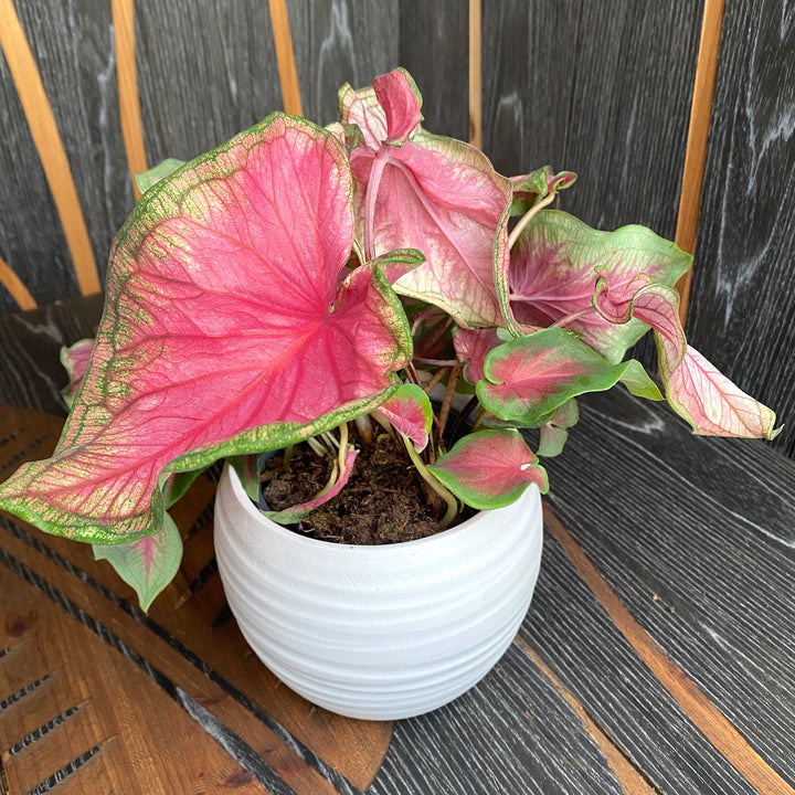 Caladium 'Florida Sweetheart'